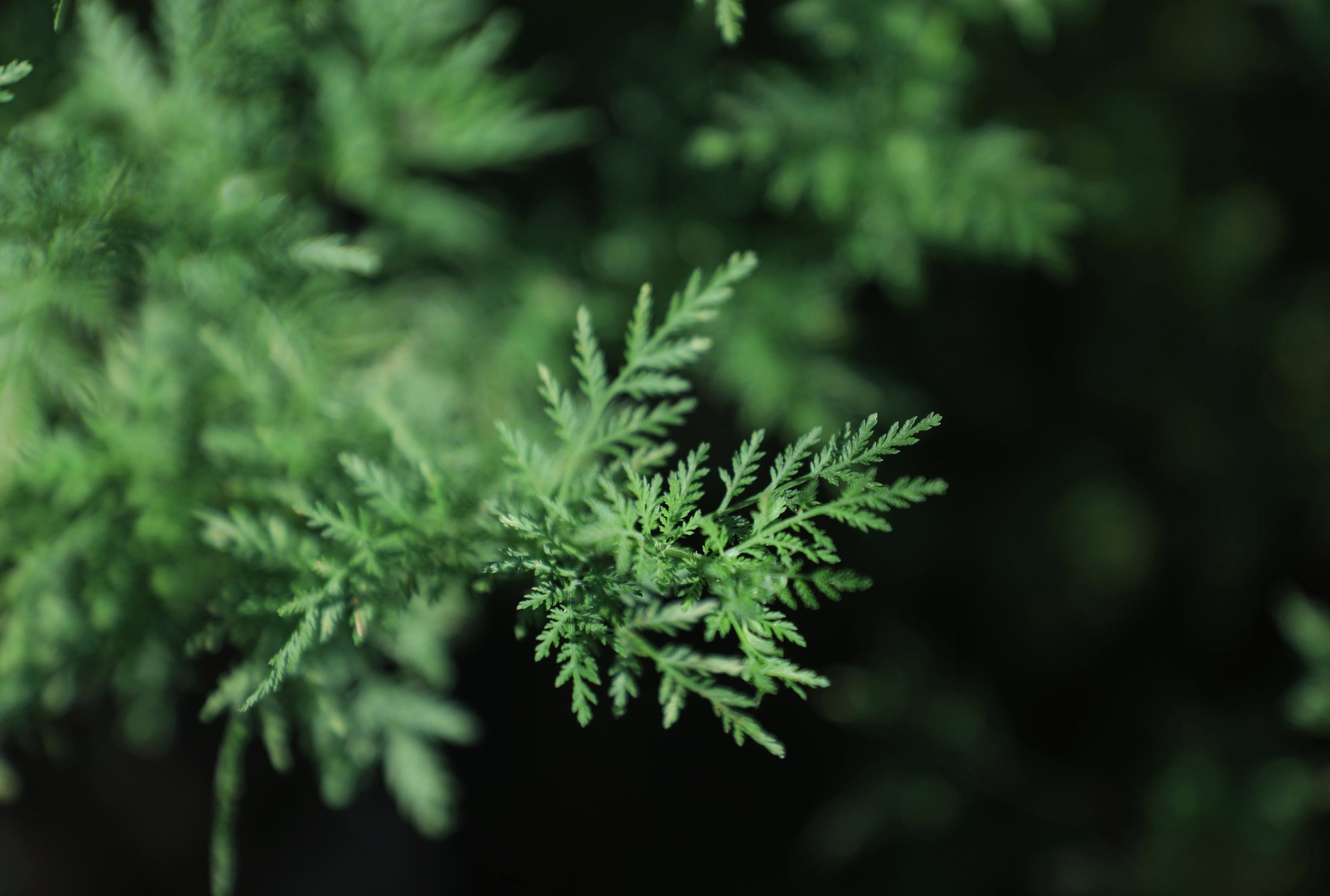 Die Artemisia annua Pflanze