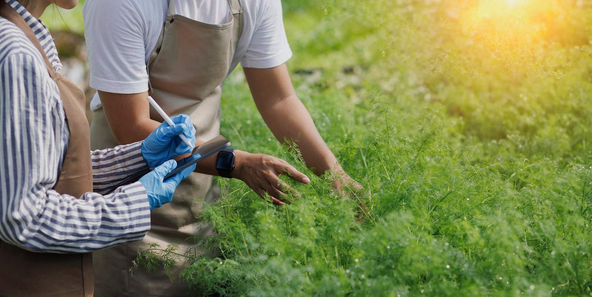 Nachhaltiger Anbau von Artemisia annua: Zwei Experten inspizieren frische Pflanzen für hochwertige Pflanzenextrakte. Artemisia annua ist bekannt für seinen Artemisinin-Gehalt, 30:1 Extrakte, 1:5 Pflanzenauszüge und natürliche Tinkturen verwendet.