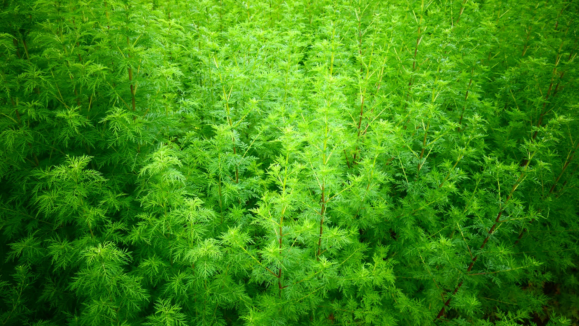 Frische Artemisia annua Pflanzen auf nachhaltiger Farm – Grundlage für hochwertige Artemisinin-Extrakte, 30:1 Vollspektrum-Extrakte und 1:5 Pflanzenauszüge. Natürliche Quelle für Nahrungsergänzungsmittel, Tinkturen und Pflanzenextrakte